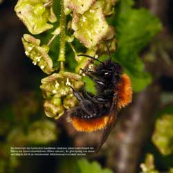 Westrich_Wildbienen-die-anderen-Bienen_8