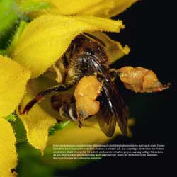Westrich_Wildbienen-die-anderen-Bienen_81