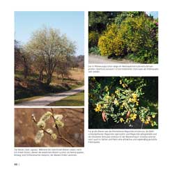 Westrich_Wildbienen-die-anderen-Bienen_90