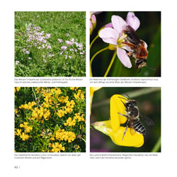 Westrich_Wildbienen-die-anderen-Bienen_92