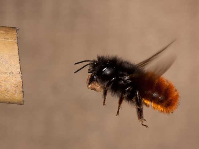 Osmia cornuta