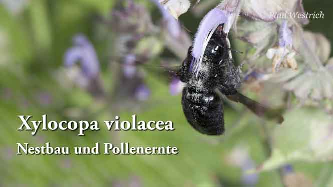 potentillae