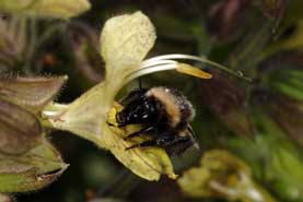 Megachile ligniseca