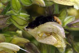 Bombus wurfleinii Arbeiterin