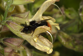 Bombus wurfleinii Männchen