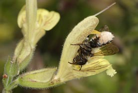 Andrena florea