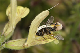 Andrena florea