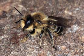 Megachile ligniseca