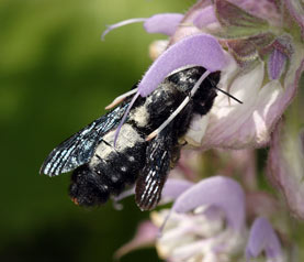 Xylocopa violacea beim Pollensammeln an Salvia sclarea