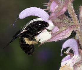 Xylocopa violacea beim Pollensammeln an Salvia sclarea
