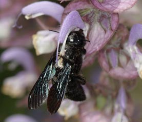 Xylocopa violacea beim Pollensammeln an Salvia sclarea
