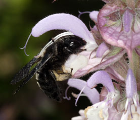 Xylocopa violacea beim Pollensammeln an Salvia sclarea