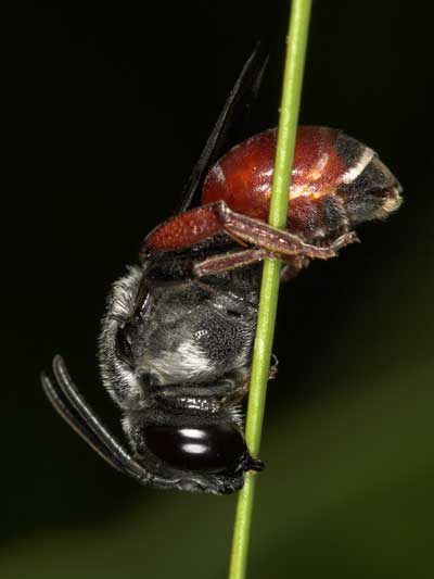 Ammobatoides abdominalis