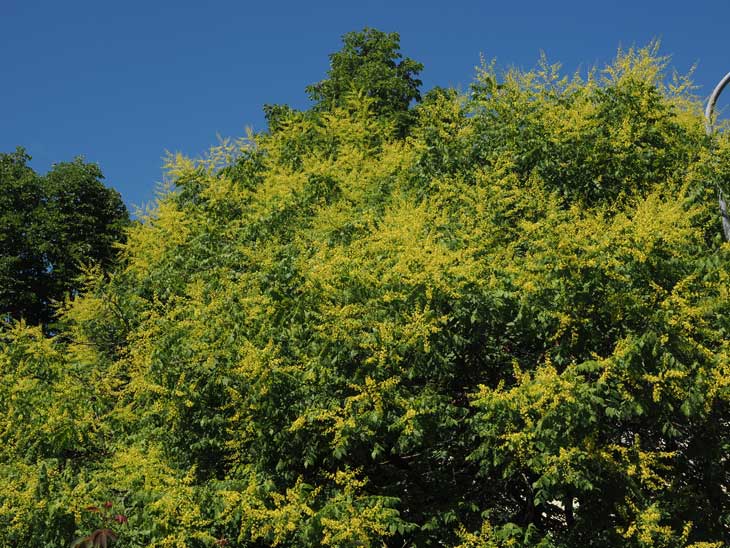 Japanischer Schnurbaum