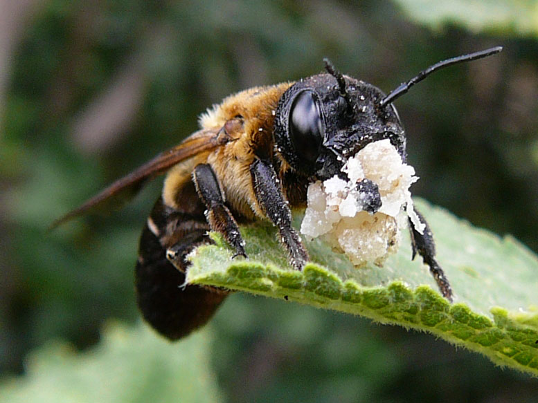 Megachile willughbiella