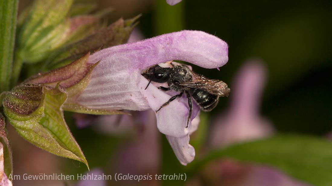 Osmia caerulescens