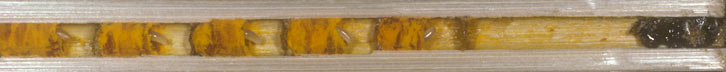 Osmia truncorum Nest