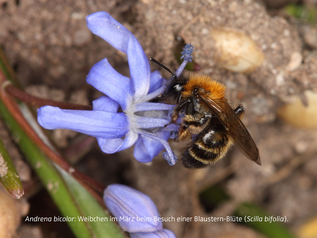 Andrena bicolor