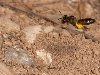 Andrena florea