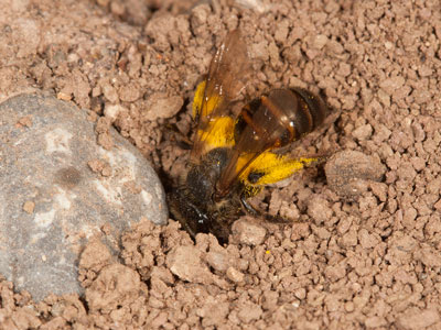 Andrena florea