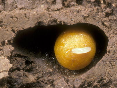 Crioceris