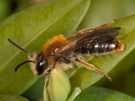 Andrena haemorrhoa