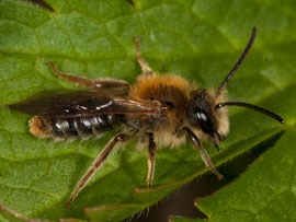 Andrena haemorrhoa
