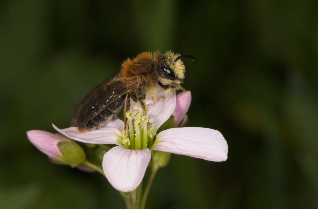 Andrena haemorrhoa