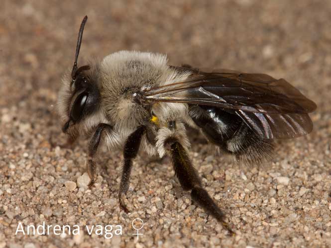 Andrena vaga