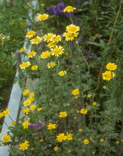 Anthemis tinctoria