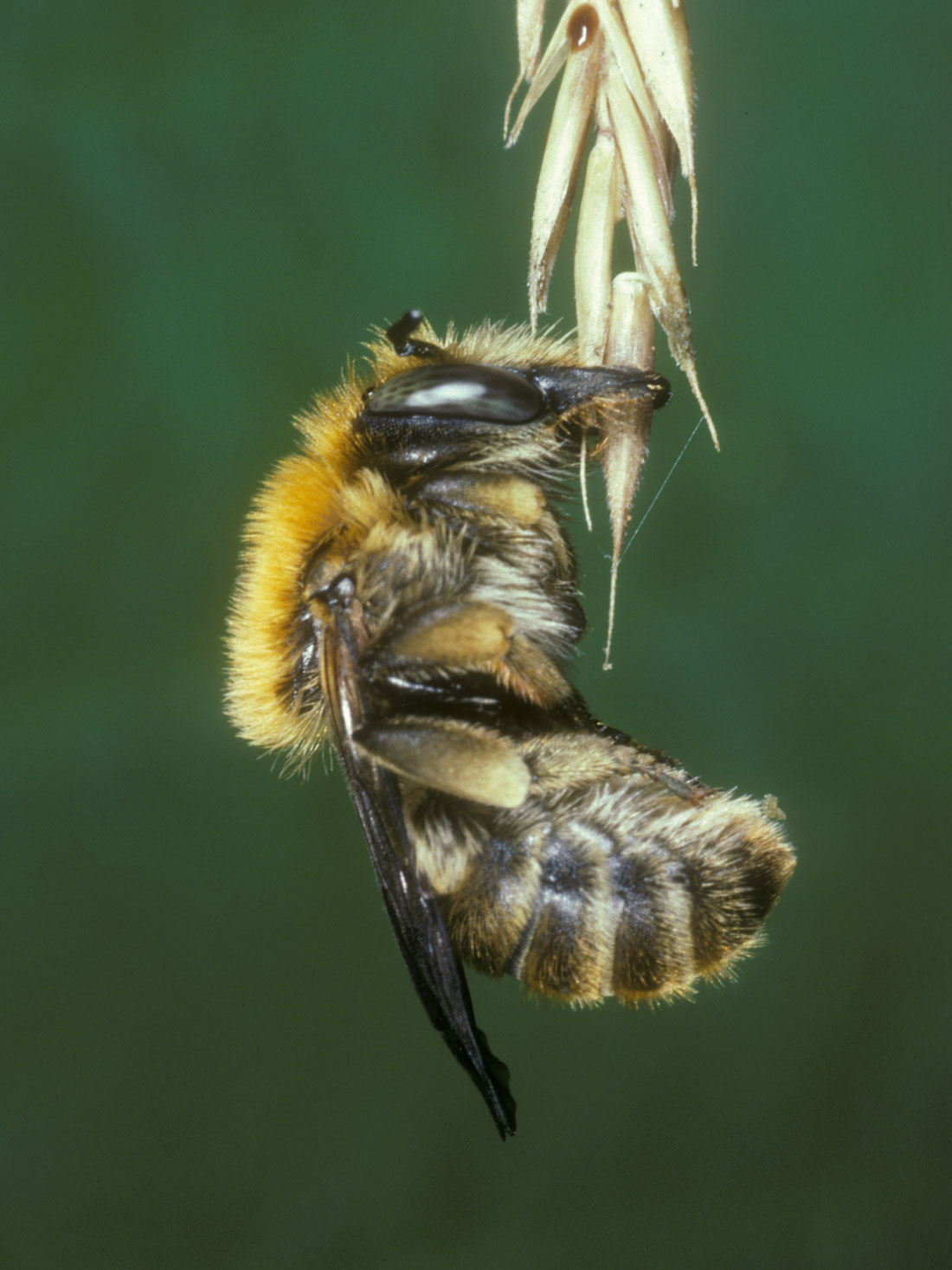 Anthidium byssinum schlafend