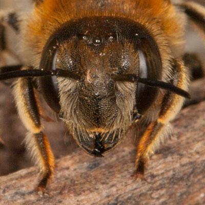 Anthidium byssinum