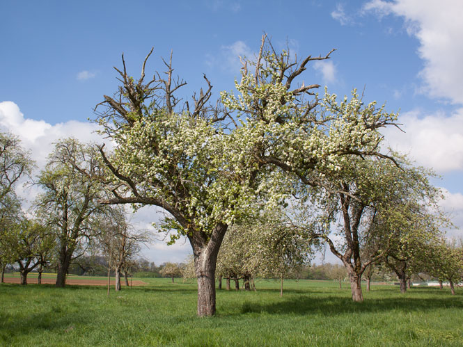 Birnbaum