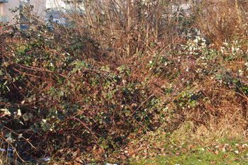 Brombeerhecke