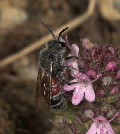 Dioxys cincta an Thymian