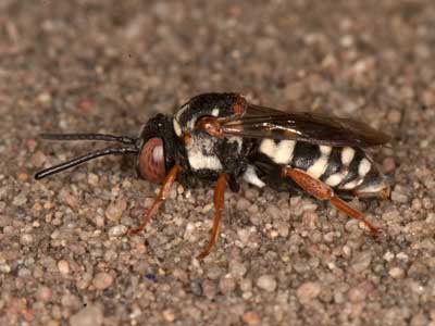 Epeolus cruciger