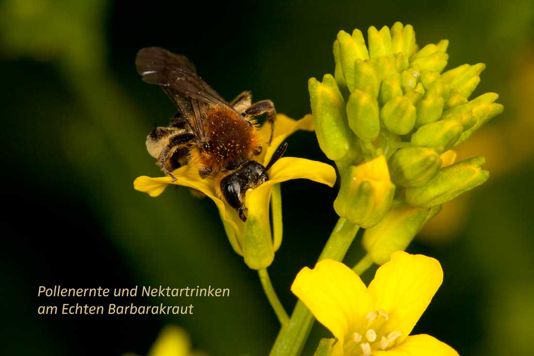 Andrena lagopus