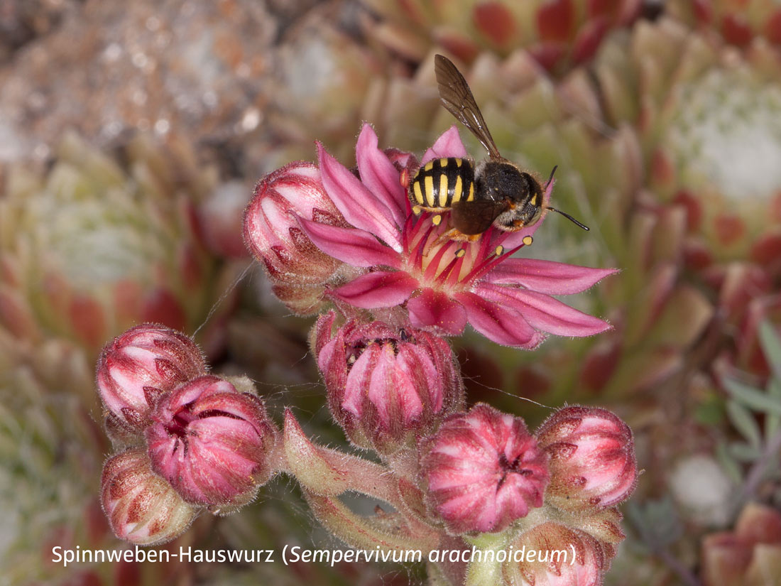 Anthidium oblongatum