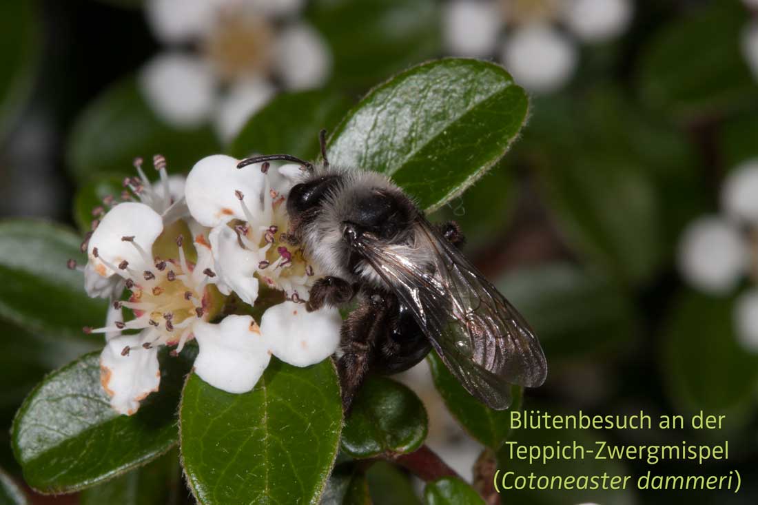Andrena cineraria