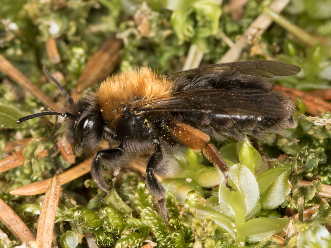 Steckbrief Andrena clarkella