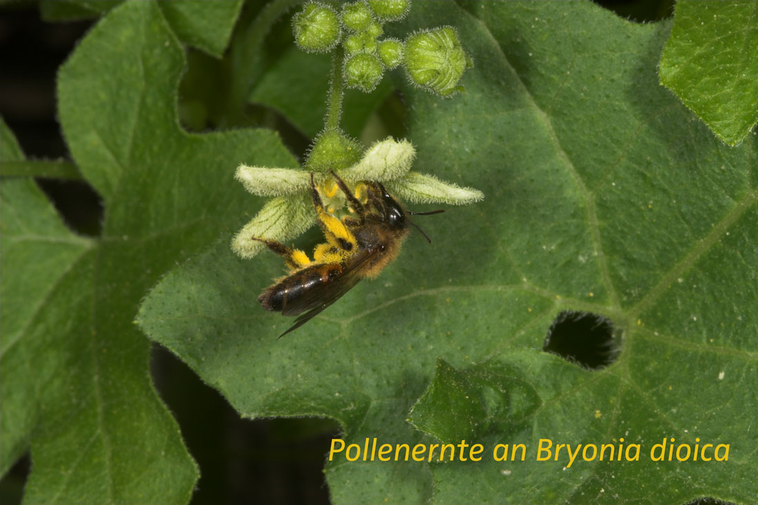 Andrena florea