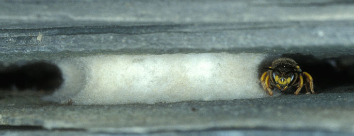 Anthidium oblongatum Nest