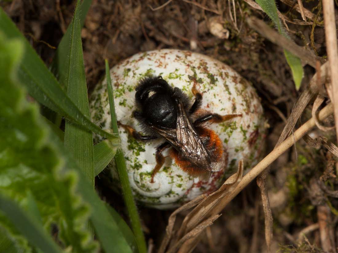 Osmia bicolor