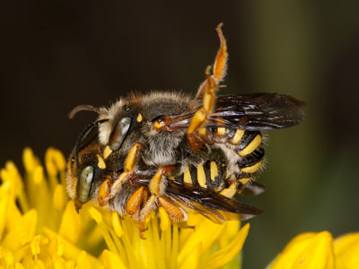 Anthidium oblongatum