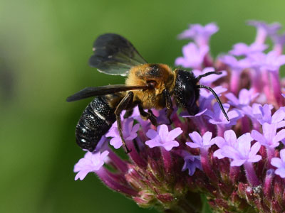 Megachile sculpturalis