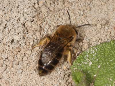 Colletes cunicularius