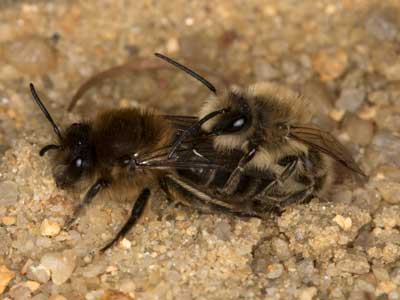 Colletes cunicularius Paarung