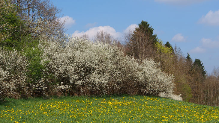 Wiese