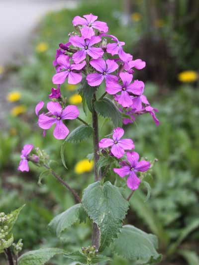 Lunaria