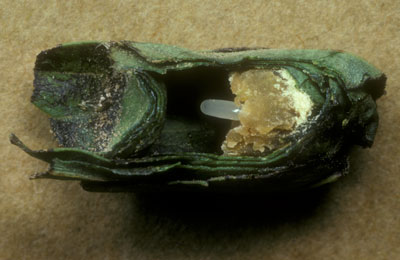 Megachile circumcincta